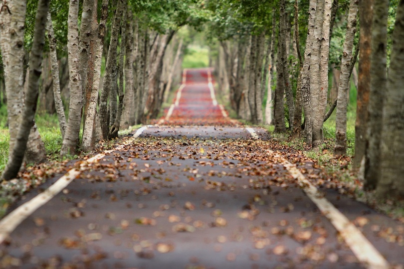 Laub, Nässe, Nebel: Wie Autofahrer sicher durch den Herbst kommen