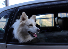 Sicher reisen mit Tieren im Auto