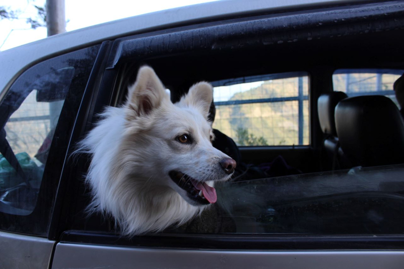 Sicher reisen mit Tieren im Auto Sicher reisen mit Tieren im Auto