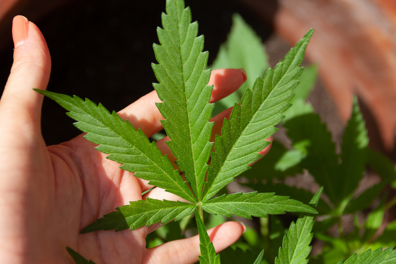 Kein Cannabis im Straßenverkehr Kein Cannabis im Straßenverkehr
