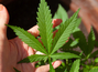 Kein Cannabis im Straßenverkehr